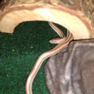 Meet your Posher, Stacey